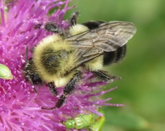 Bombus impatiens
