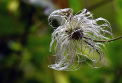 Clematis occidentalis