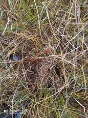 Carex rostrata