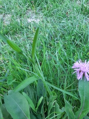 Centaurea jacea
