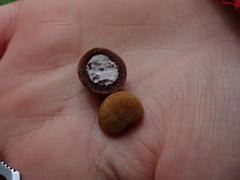 Elaphomyces muricatus