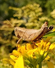 Dichromorpha viridis