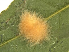 Neuroterus laurifoliae