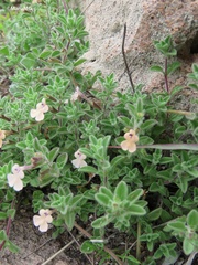 Salvia axillaris