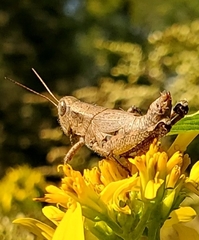 Dichromorpha viridis