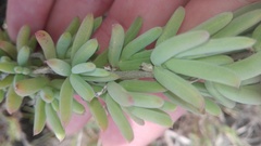 Delosperma testaceum