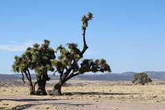 Yucca decipiens