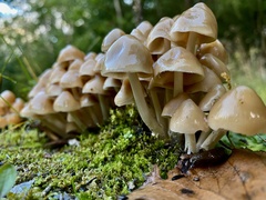 Britzelmayria multipedata