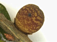 Kokkocynips imbricariae