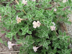 Salvia axillaris