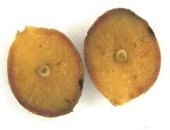 Kokkocynips imbricariae