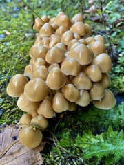 Britzelmayria multipedata