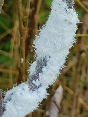 Prociphilus tessellatus