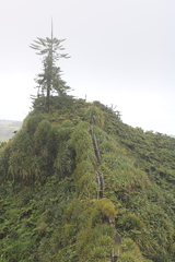 Araucaria heterophylla