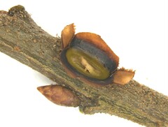 Kokkocynips imbricariae