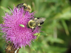 Bombus impatiens