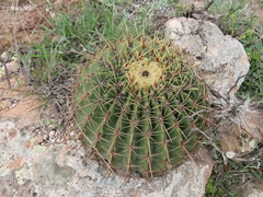 Ferocactus histrix