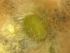 Neuroterus laurifoliae