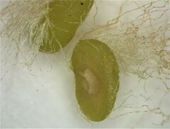 Neuroterus laurifoliae