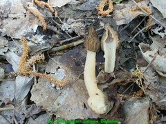 Morchella semilibera