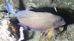 Acanthurus tractus