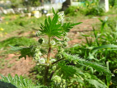 Urtica pilulifera