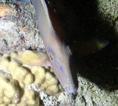 Acanthurus tractus