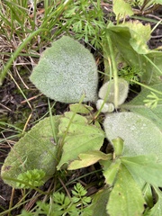 Stachys byzantina