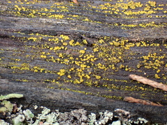 Candelariella