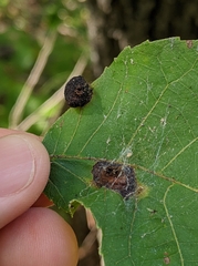 Phylloxera notabilis