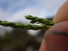 Diphasiastrum sitchense