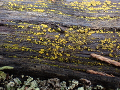 Candelariella