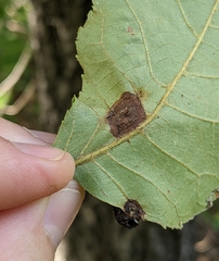 Phylloxera notabilis