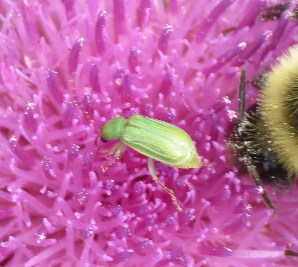 northern corn rootworm in September 2022 by wmct276 · iNaturalist