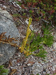 Diphasiastrum sitchense