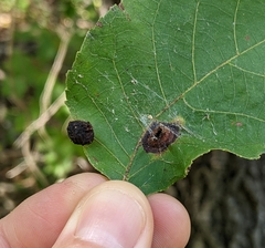 Phylloxera notabilis