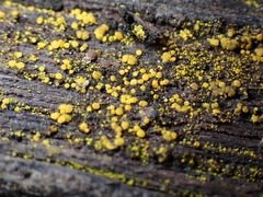 Candelariella
