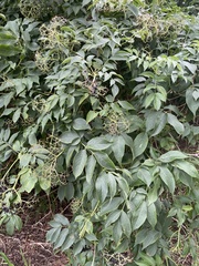 Sambucus
