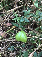 Cardiospermum halicacabum