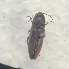 Elateridae