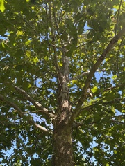 Platanus occidentalis