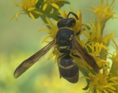 Euodynerus foraminatus