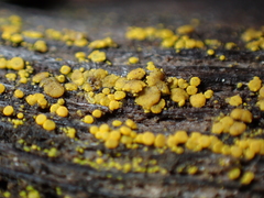 Candelariella