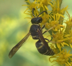 Euodynerus foraminatus