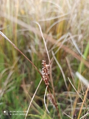 Carex rostrata