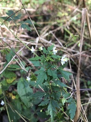 Cardiospermum halicacabum