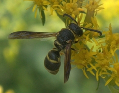 Euodynerus foraminatus