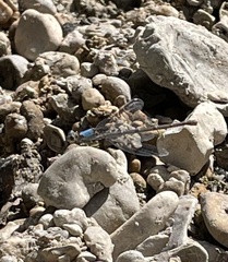 Argia apicalis