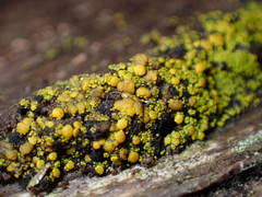 Candelariella