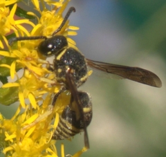 Euodynerus foraminatus